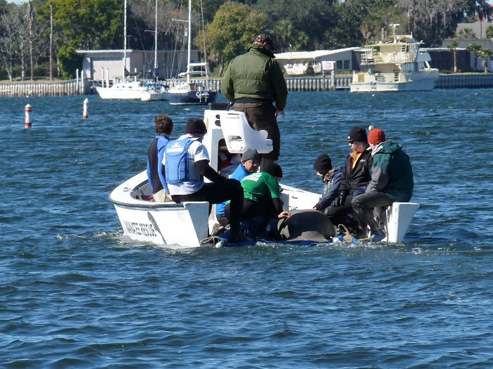 Manatees2010 (40)